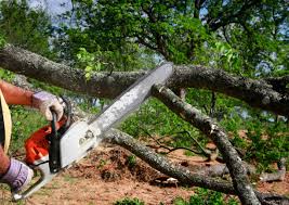 Best Tree Preservation Services  in Clinton, SC